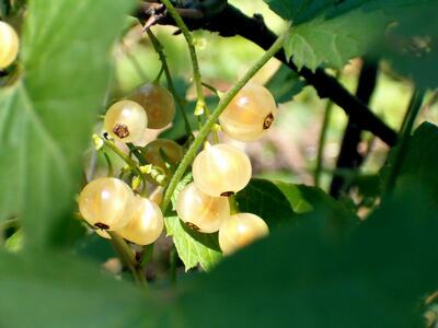 White currant