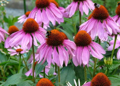 Echinacea purpurea Baby Swan Pink Törpe Bíbor kasvirág