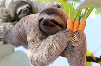 sloth juicing